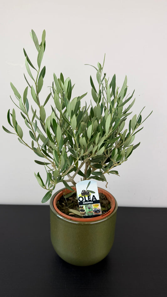 Olea Europaea