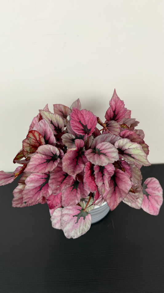 Begonia Beleaf 3