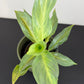 Aglaonema Aqua Green