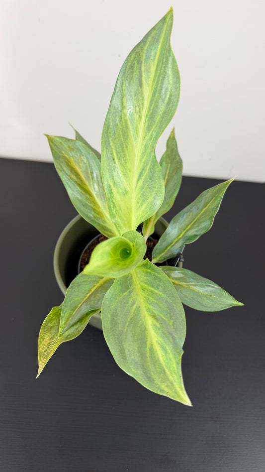 Aglaonema Aqua Green