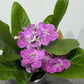 Streptocarpus 4