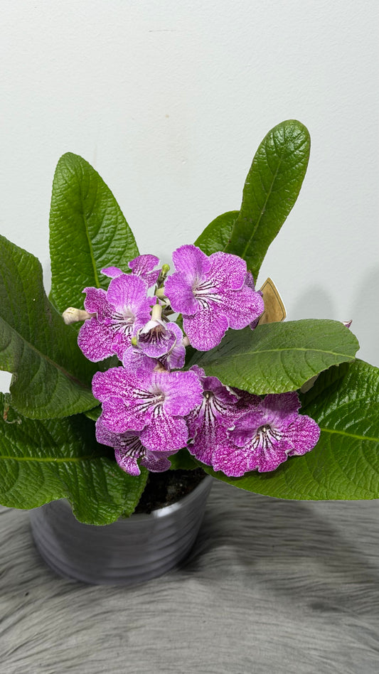 Streptocarpus 4