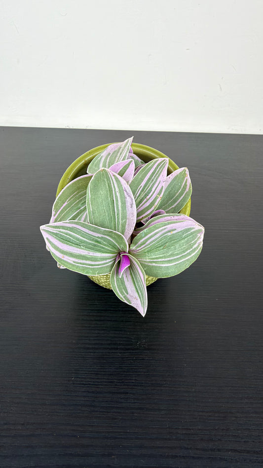 Tradescantia Sweetness
