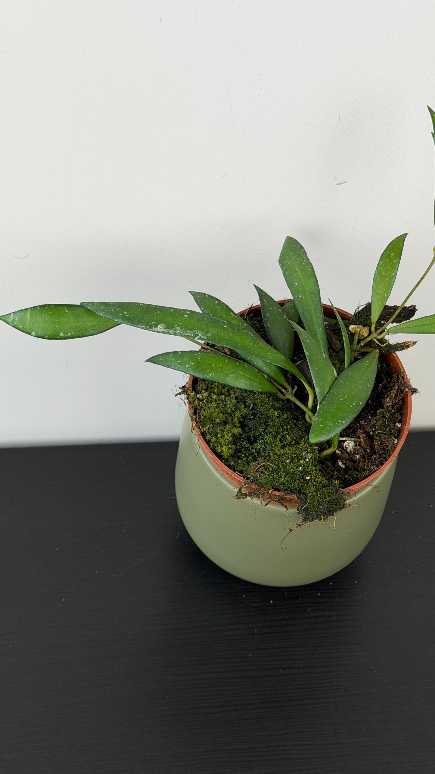 Hoya sp sumatra