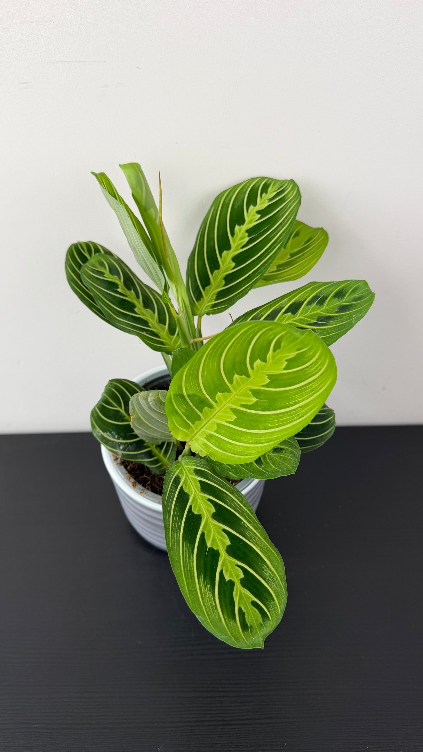 Maranta Lemon