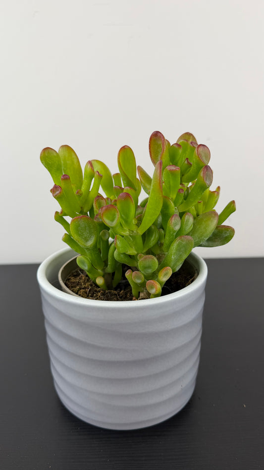 Crassula 6