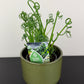 Albuca Friz Sizzle