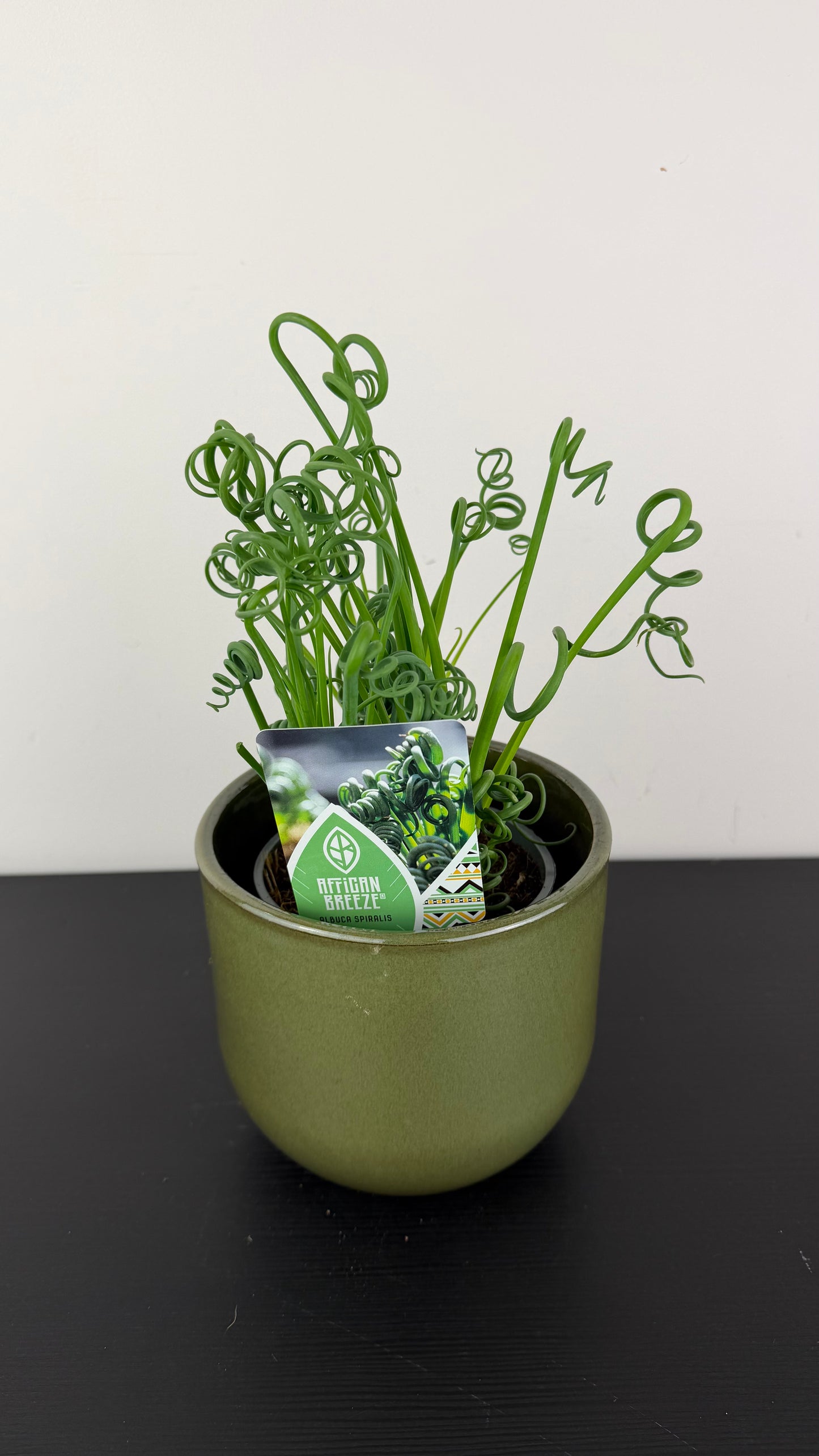 Albuca Friz Sizzle