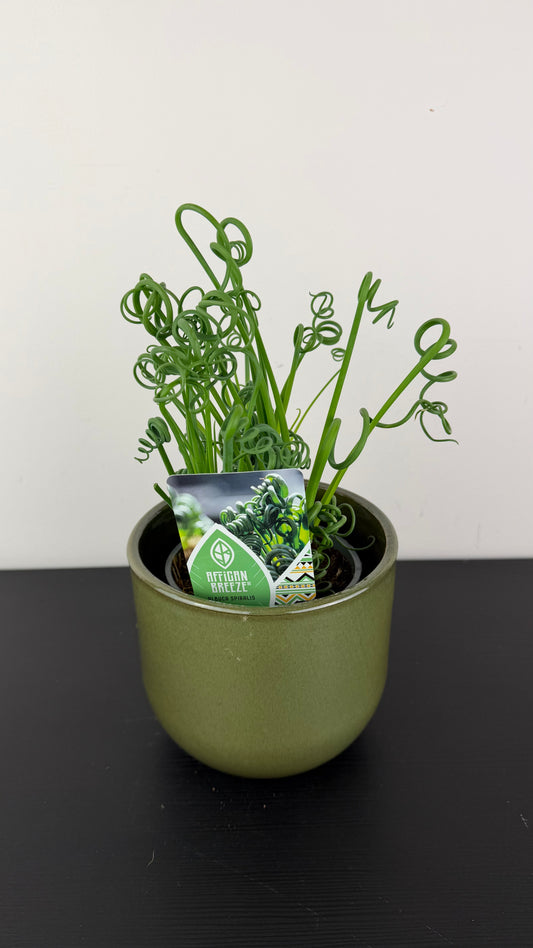 Albuca Friz Sizzle