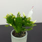Schlumbergera White