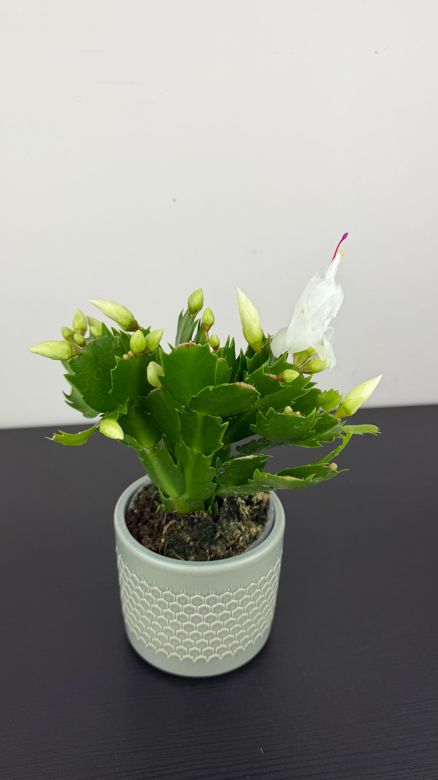 Schlumbergera White
