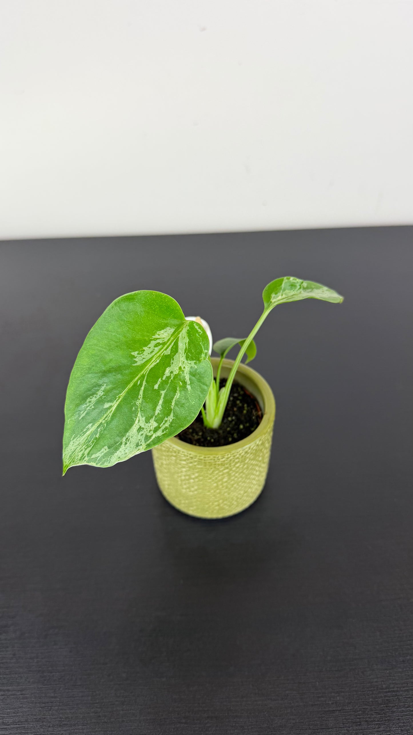 Monstera deliciosa Bulbasaur