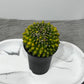 Gymnocalycium Spineless