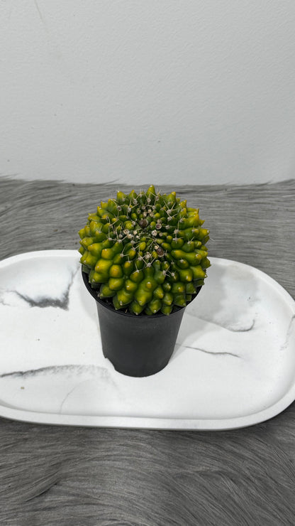 Gymnocalycium Spineless