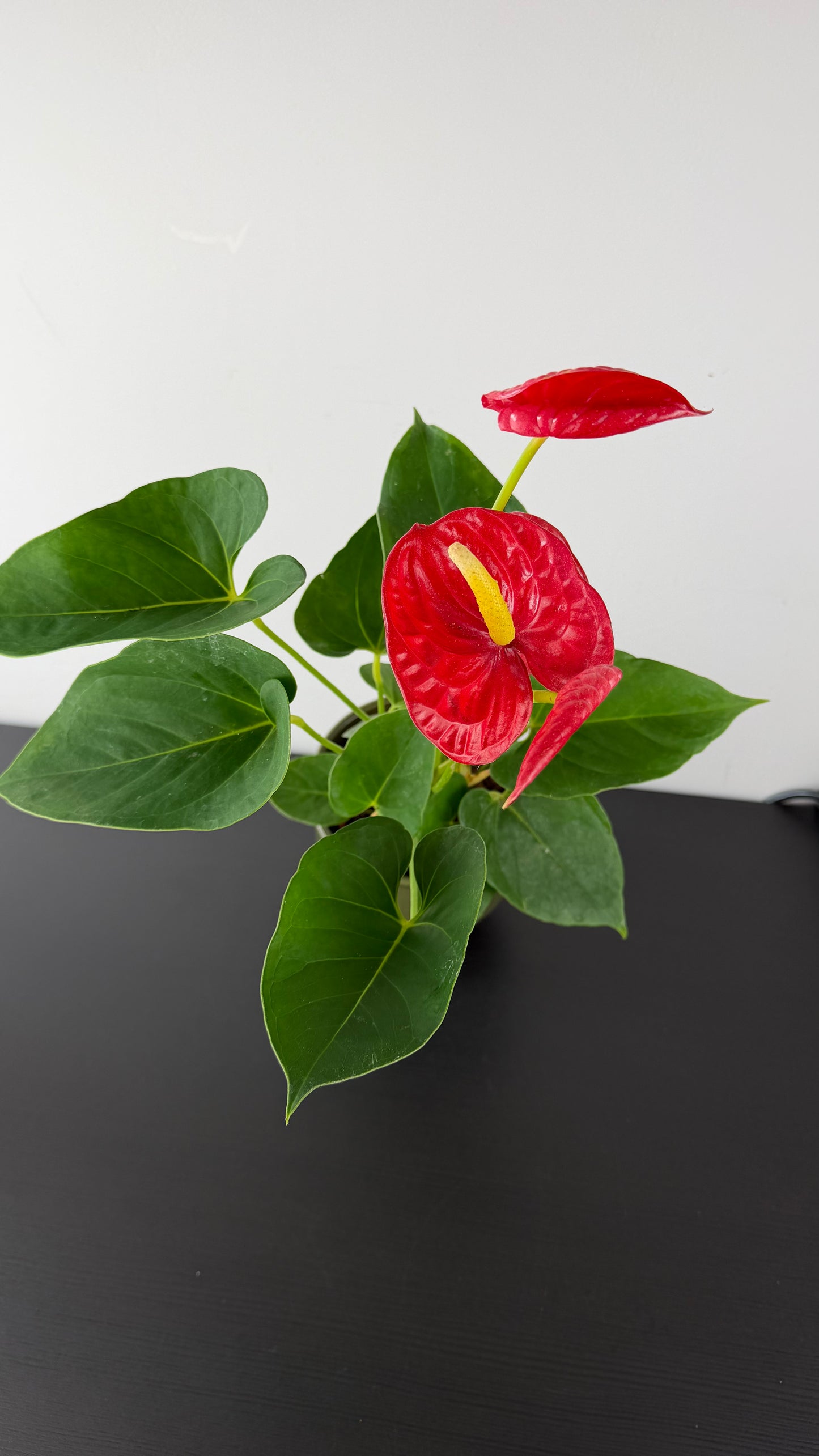 Anthurium Red