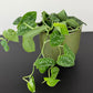 Scindapsus Pictus Silver Ann
