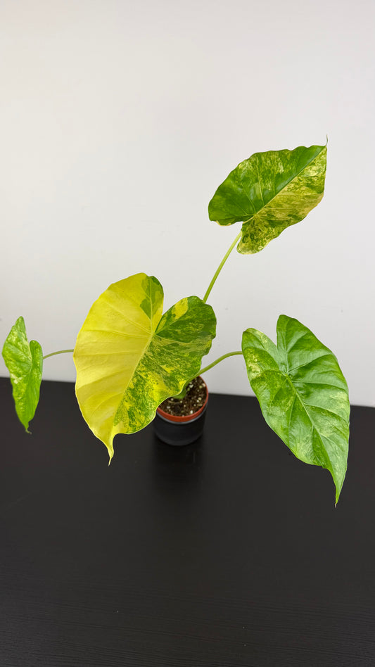 Alocasia odora Variegata