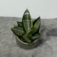 Sansevieria Hahnii Silver Zebra