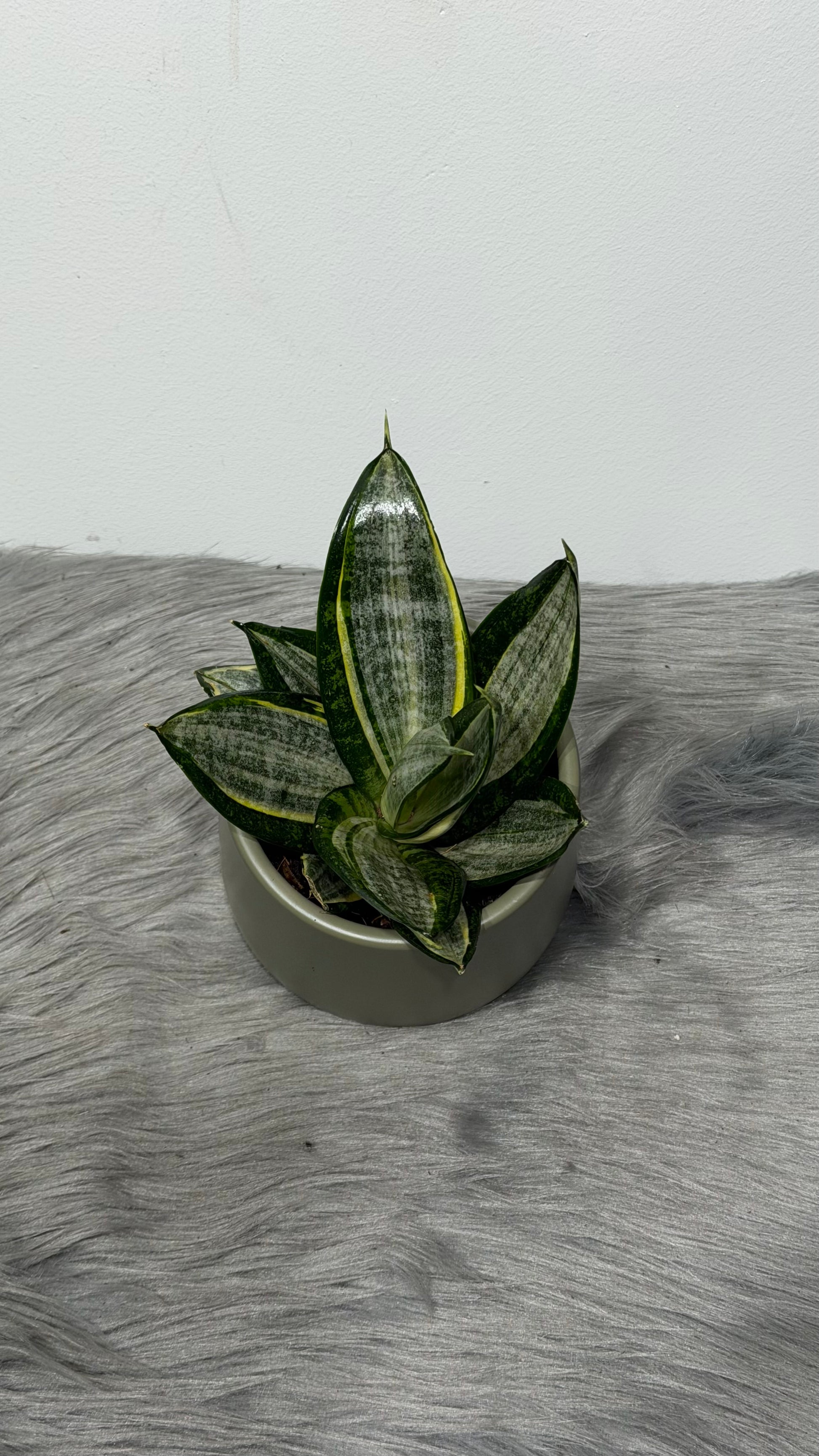 silver hahnii snake plant Sansevieria Hahnii Silver Zebra – www.augi-plants.lv