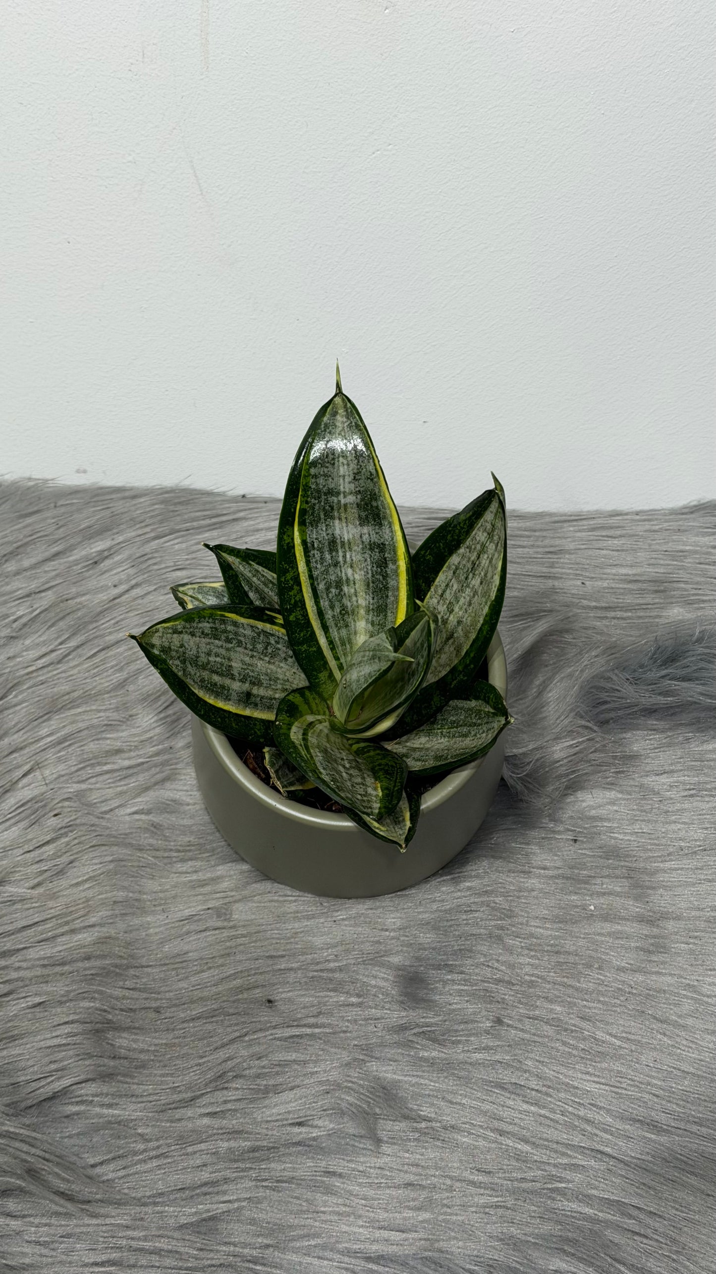 Sansevieria Hahnii Silver Zebra