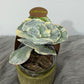 Cotyledon Orbiculata Undulatum Variegata