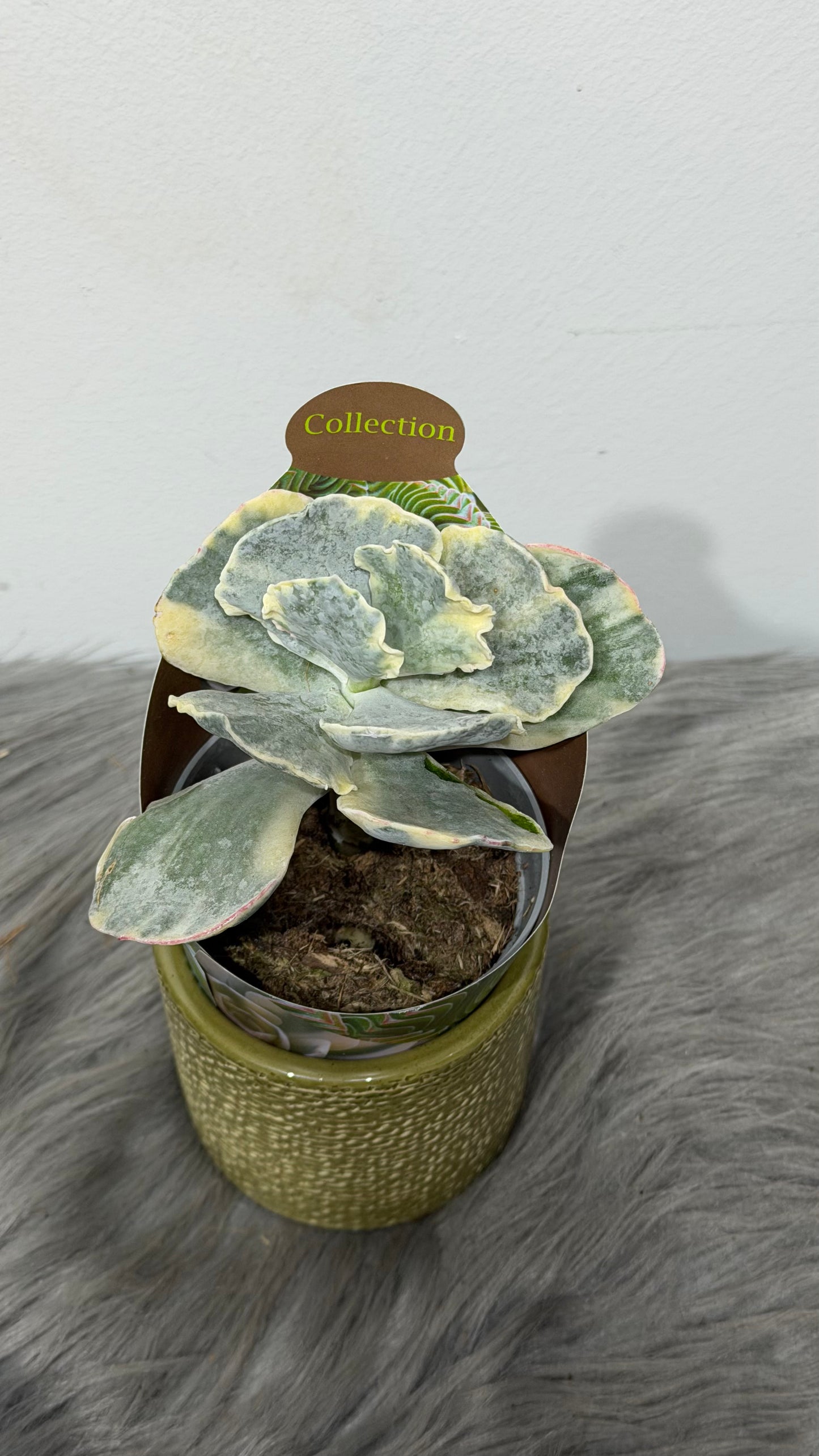 Cotyledon Orbiculata Undulatum Variegata