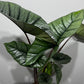 Alocasia Platinum