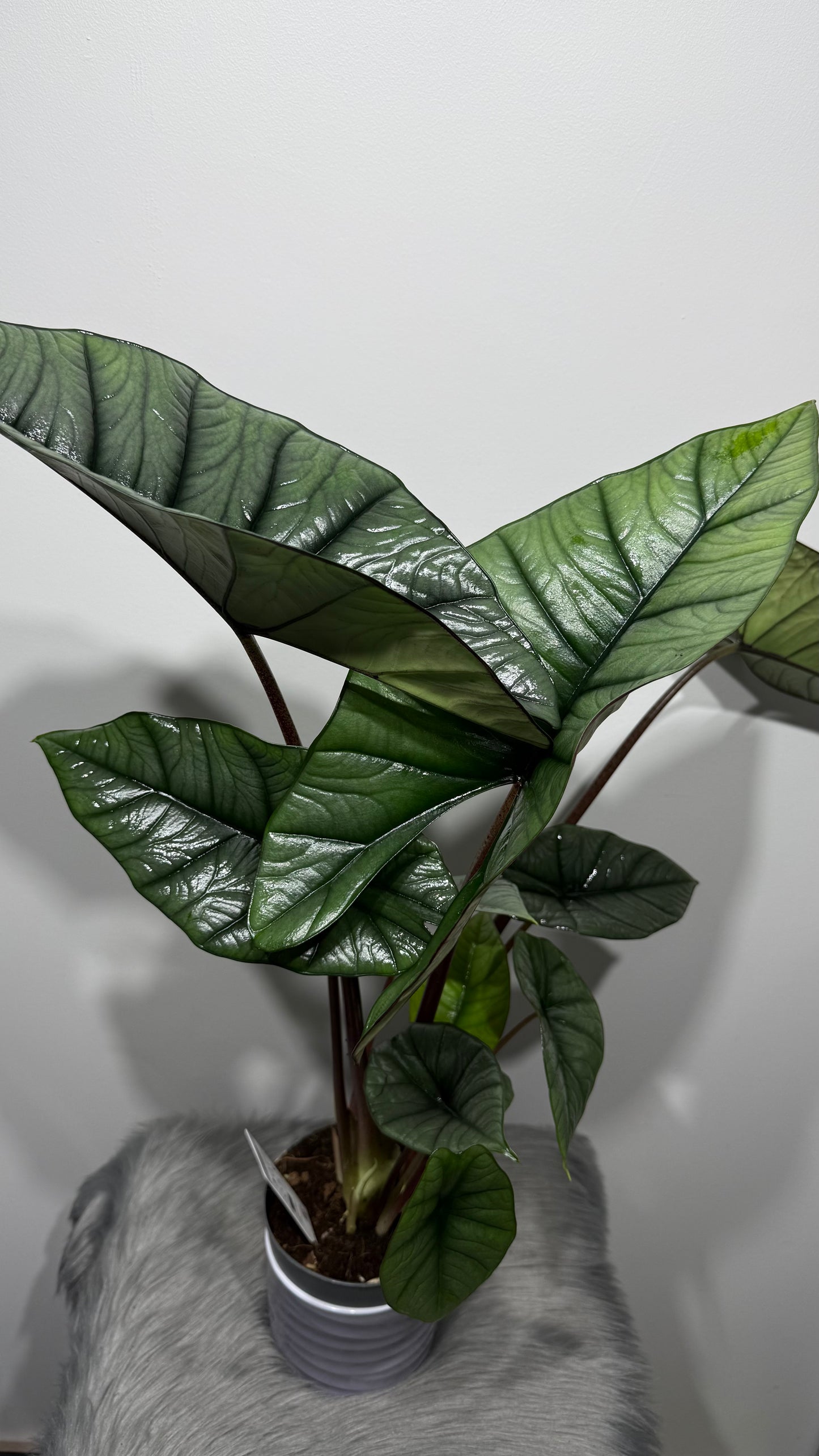 Alocasia Platinum