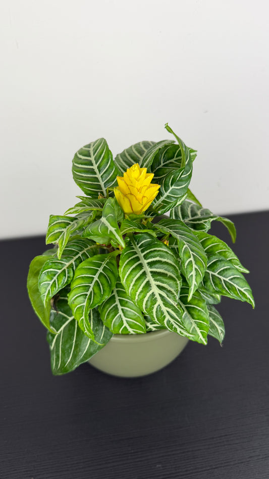 Aphelandra Dania