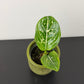 Aglaonema Tom’s Pride