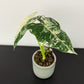 Alocasia Frydek Variegata