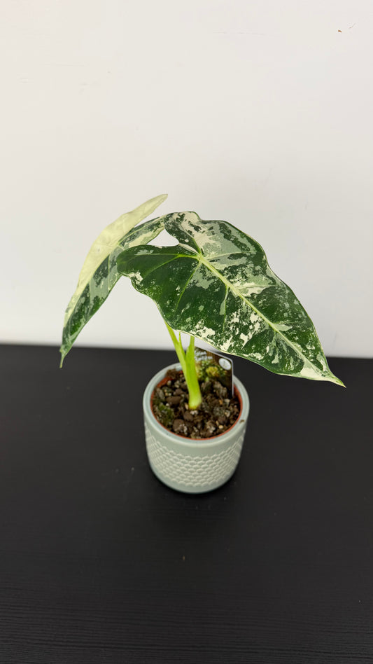 Alocasia Frydek Variegata
