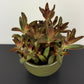 Kalanchoe Chocolate Soldier