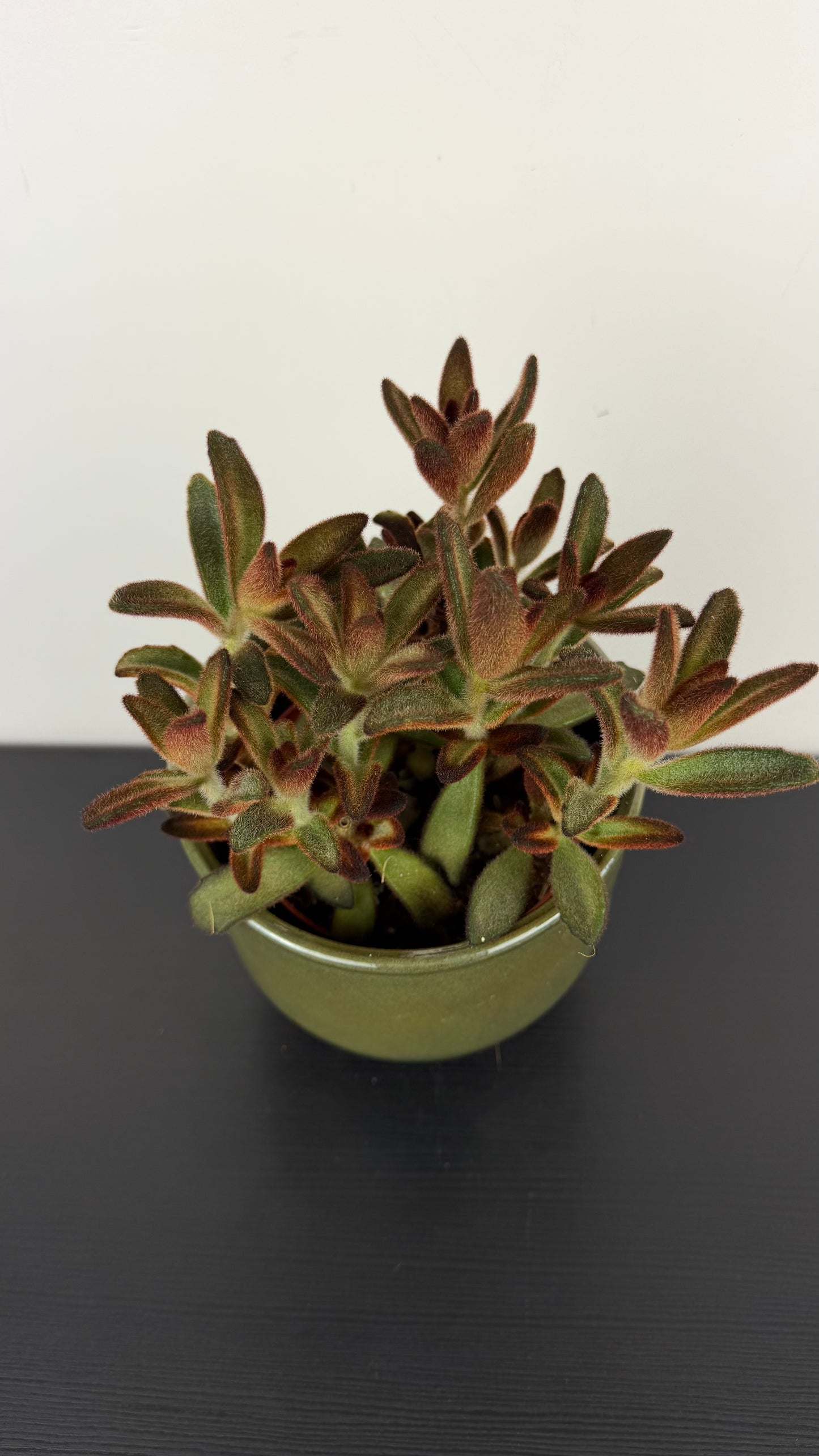 Kalanchoe Chocolate Soldier