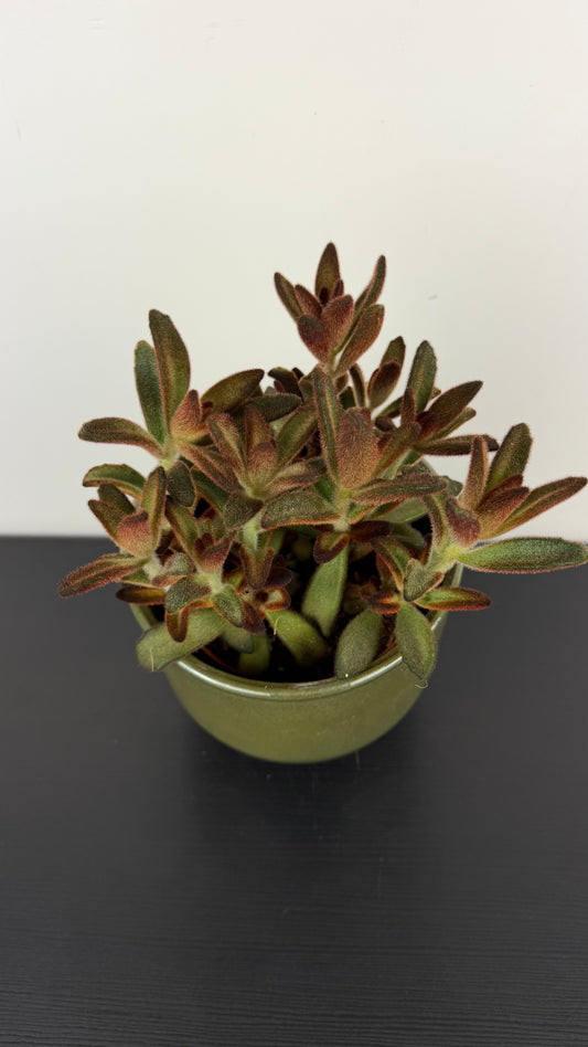 Kalanchoe Chocolate Soldier