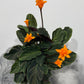 Calathea Crocata