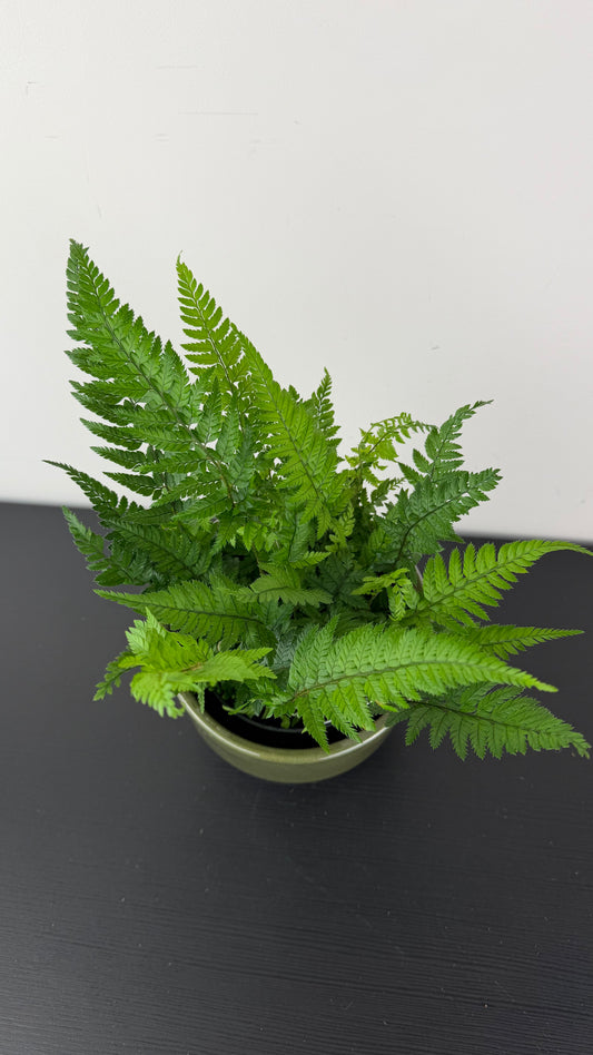 Fern 9