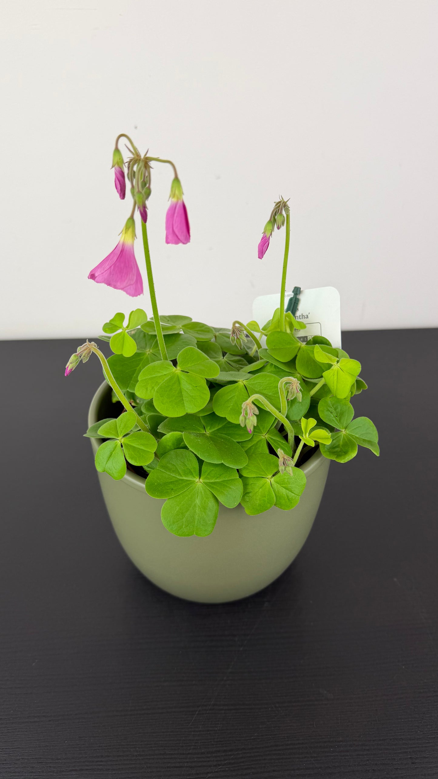 Oxalis Amarantha