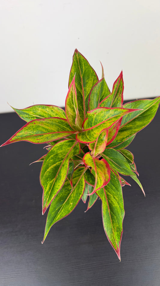 Aglaonema 6