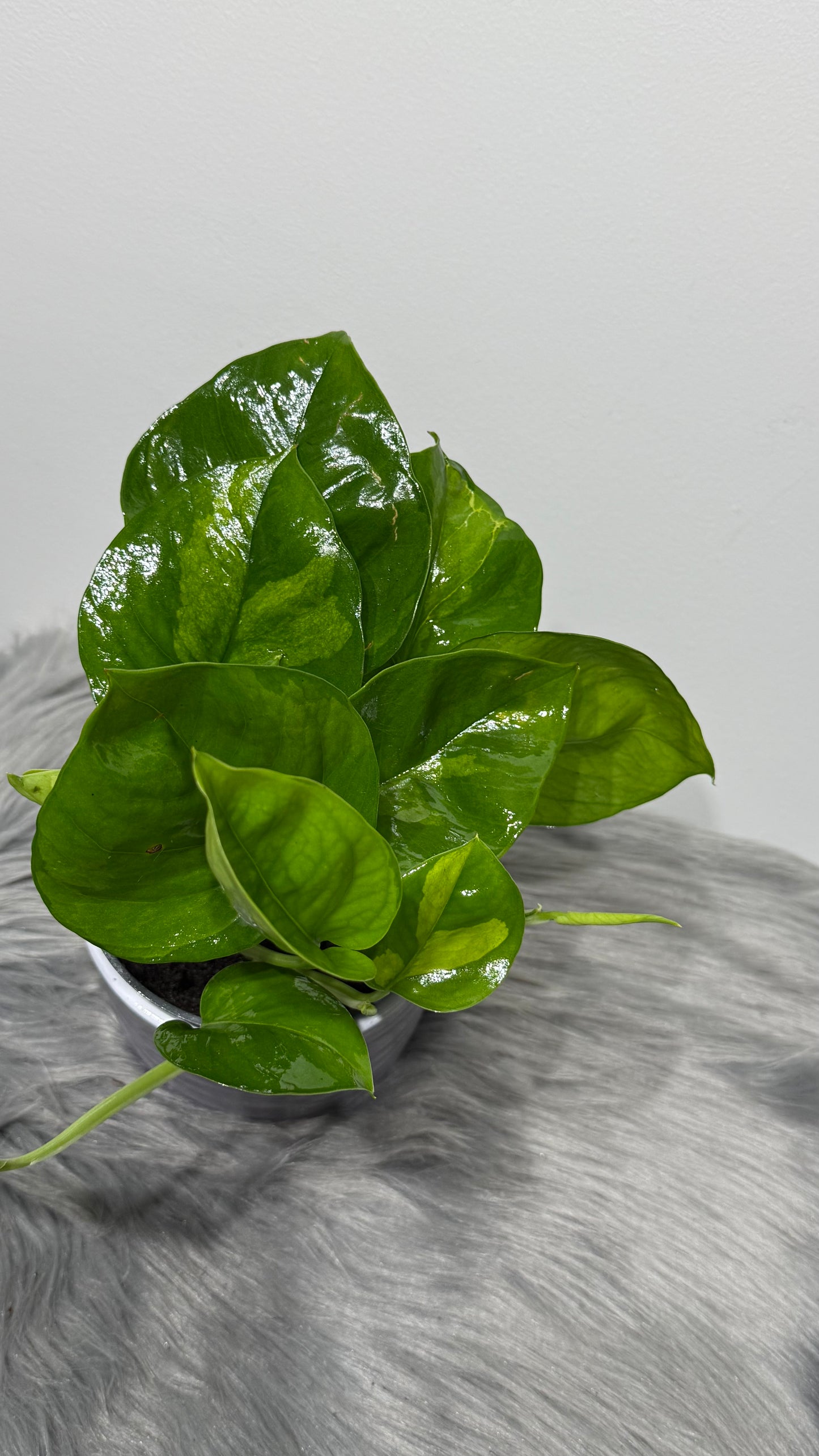 Epipremnum Global Green