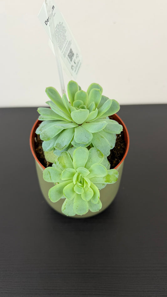 Echeveria 3