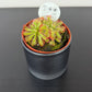 Drosera Aliciae