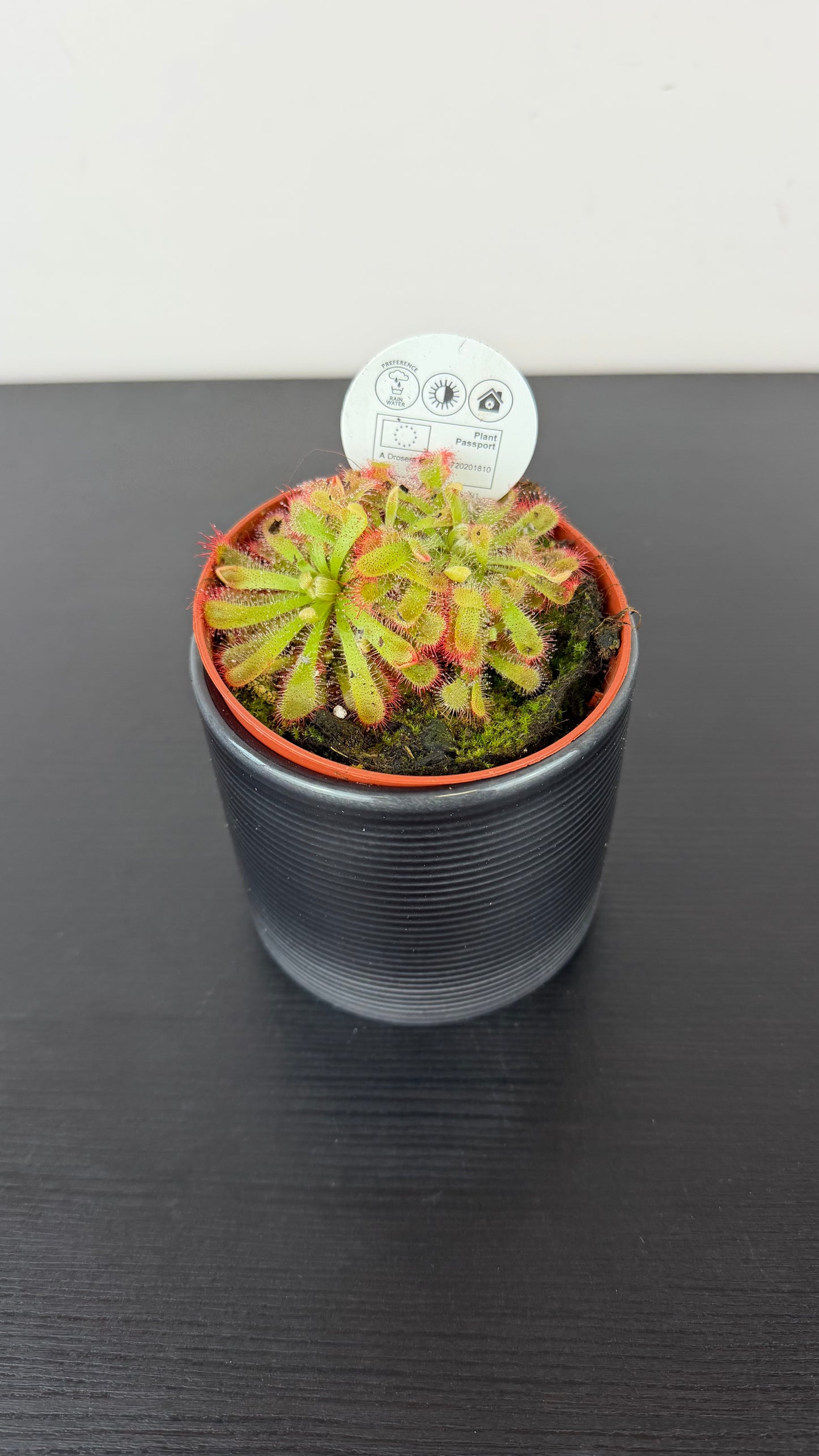 Drosera Aliciae