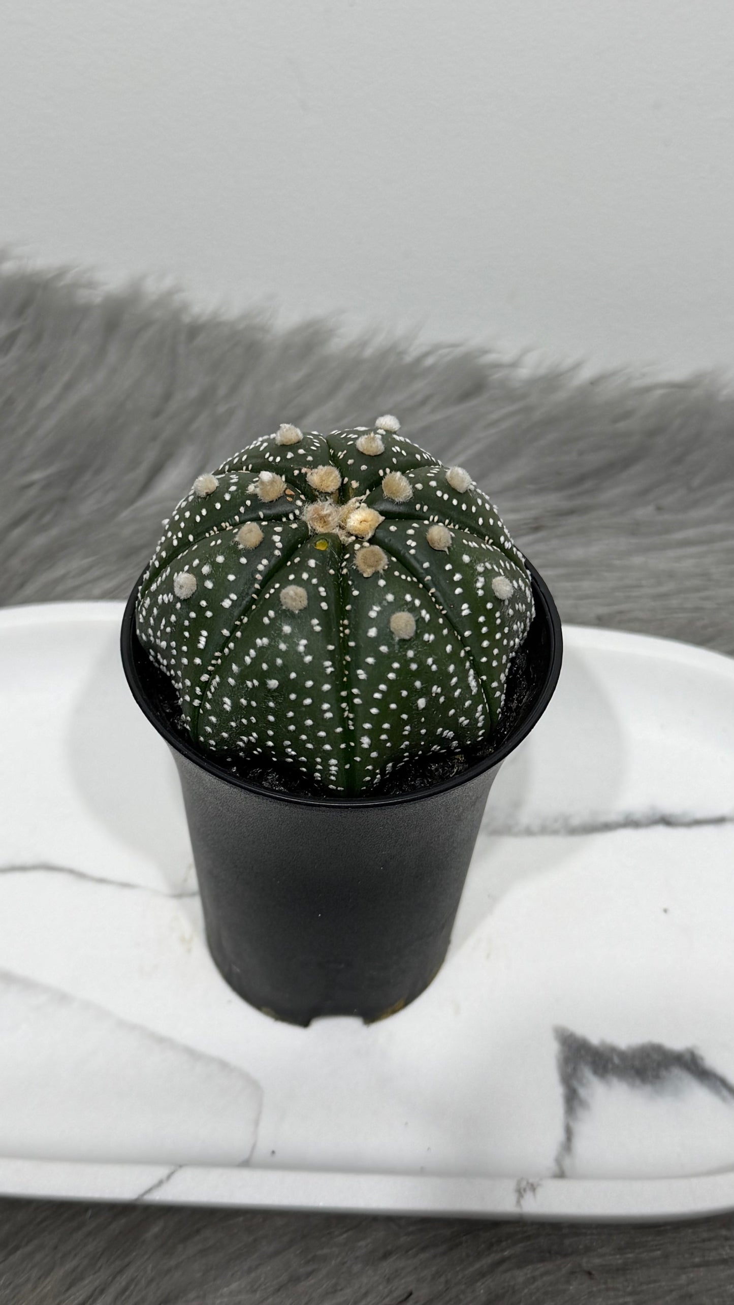 Astrophytum Asterias