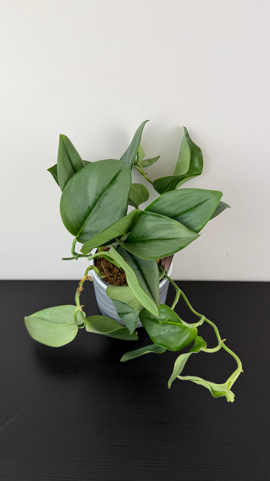 Scindapsus treubii Moonlight