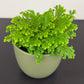 Selaginella Martensii Jori
