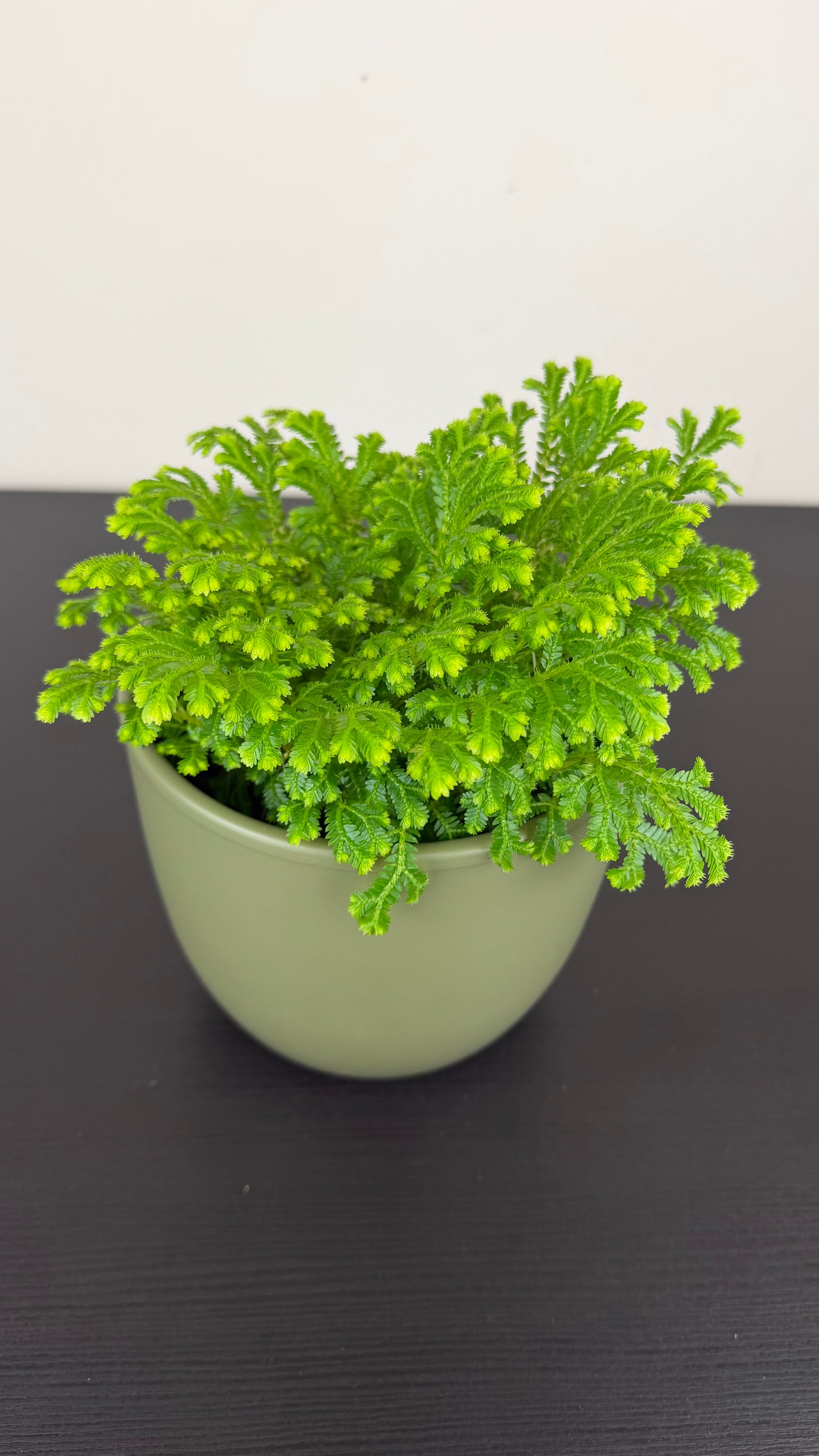 Selaginella Martensii Jori