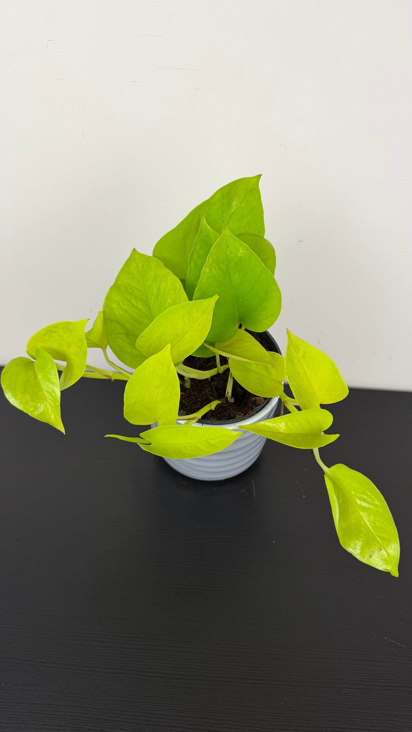Epipremnum Neon
