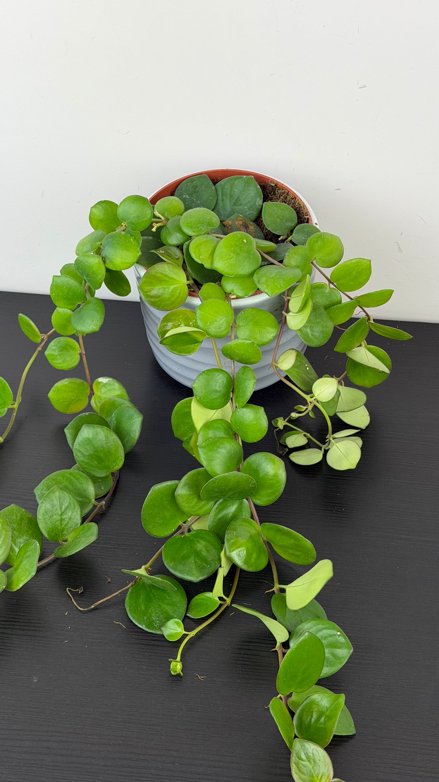 Aeschynanthus Pink Polka/ Lipstick plant