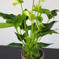 Anthurium White